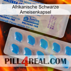 Africa Black Ant Capsule new15
